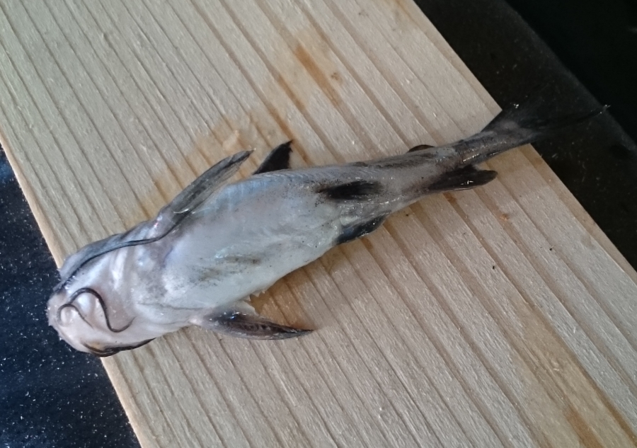 2015-07-28 16.33.56.jpg