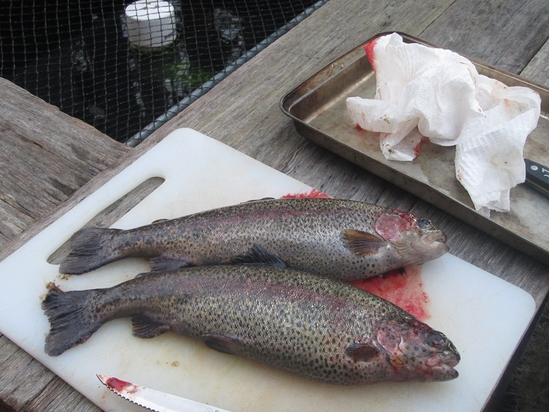 July 2015 - second pair harvested, tasted swampy due to chronic high nitrates.jpg