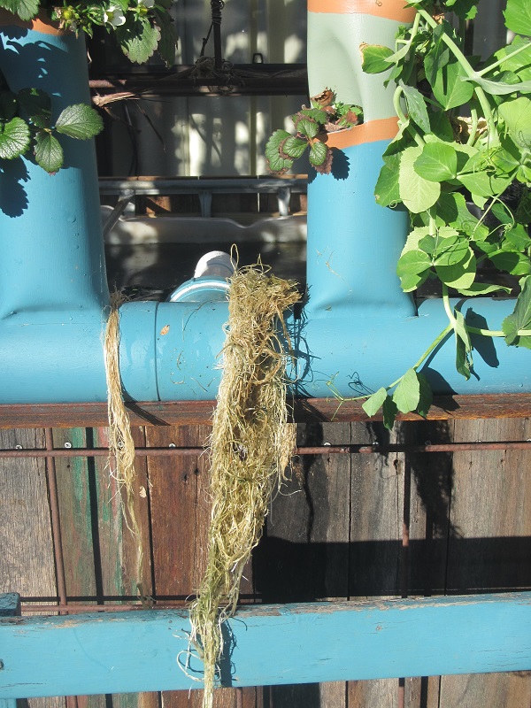 2 Aug 2015 - snow pea roots blocking tower collection pipe outlet to fish tank.jpg