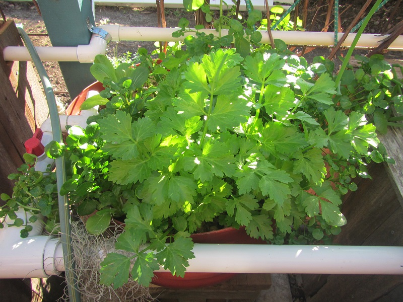 2 Aug 2015 - celery, bok choy and watercress thriving in growbed.jpg