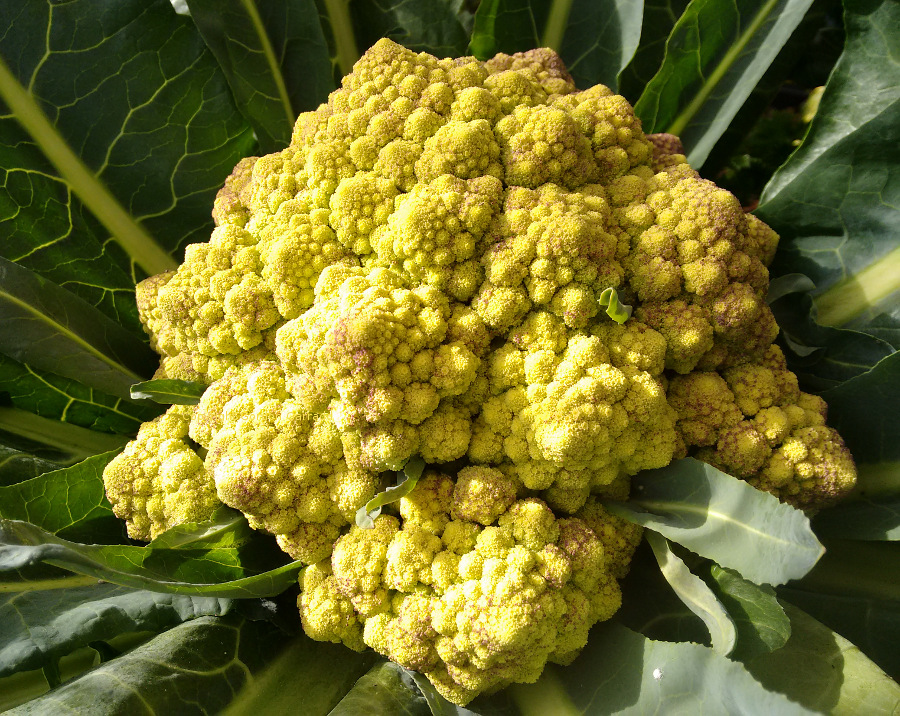 Romanescu20150810.jpg
