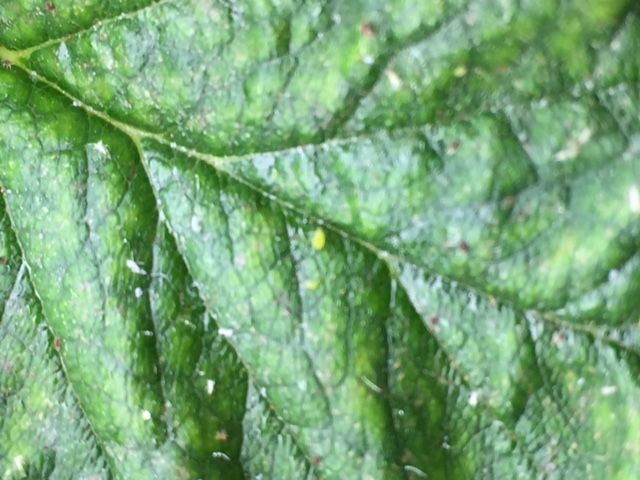 green aphid.JPG