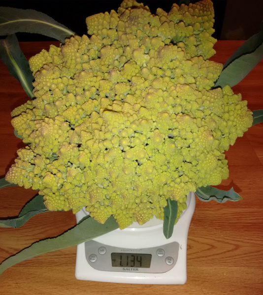 Romanesco20150814.jpg