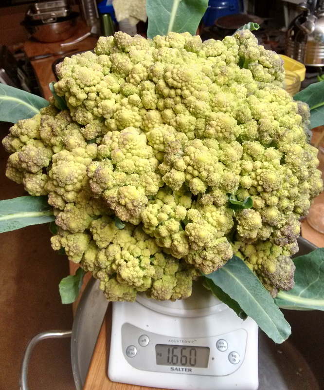 Romanesco20150817.jpg
