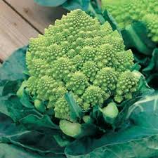 romanesque broc.jpg