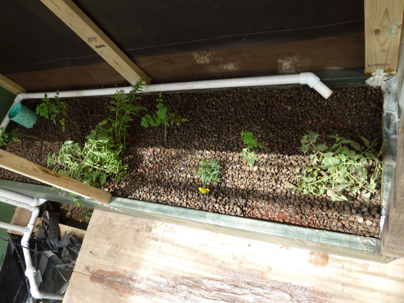 transplanted-more-tomatoes.JPG