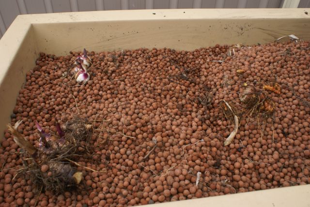 Planting 01 Arrowroot tumeric.jpg