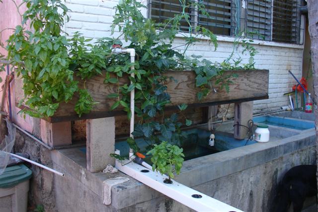 Home tank over fish.JPG