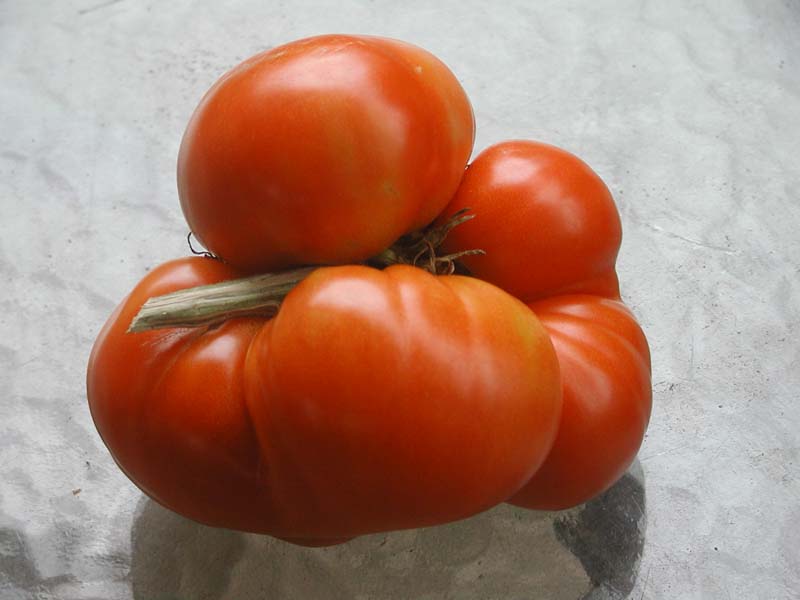 large tomato.jpg