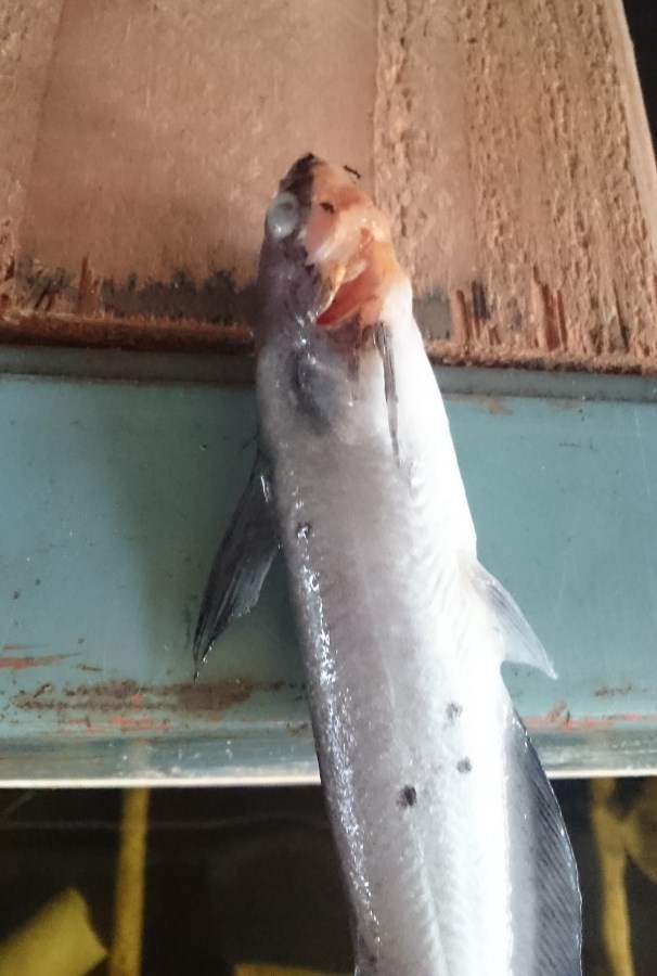 2015-08-30 10.36.08.jpg