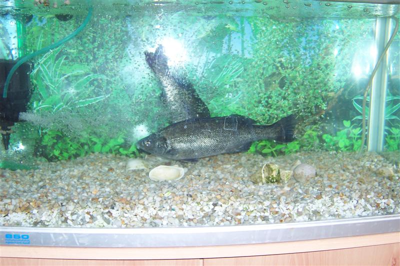 fish in hostiptal & ap tops in ap channels 001 (Medium).jpg