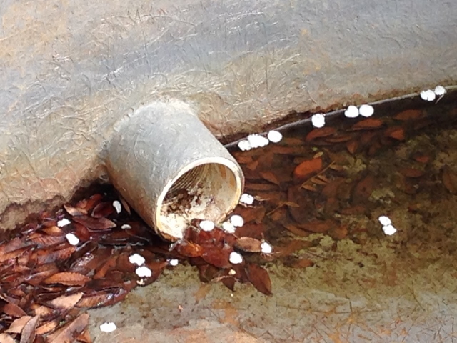 IMG_0520 (640x480).jpg