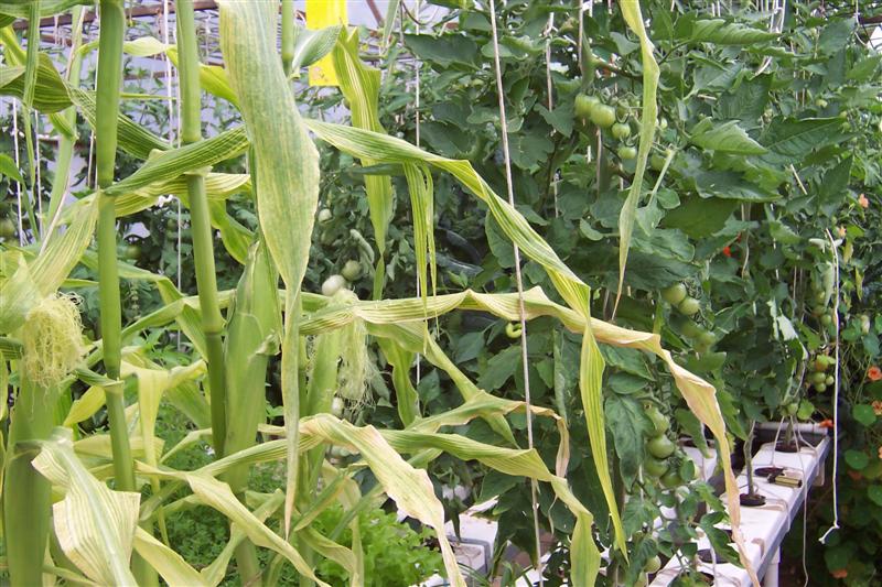 fish in hostiptal & ap tops in ap channels 002 (Medium).jpg