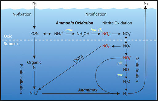 AP-Anoxic-De-Nitric.jpg