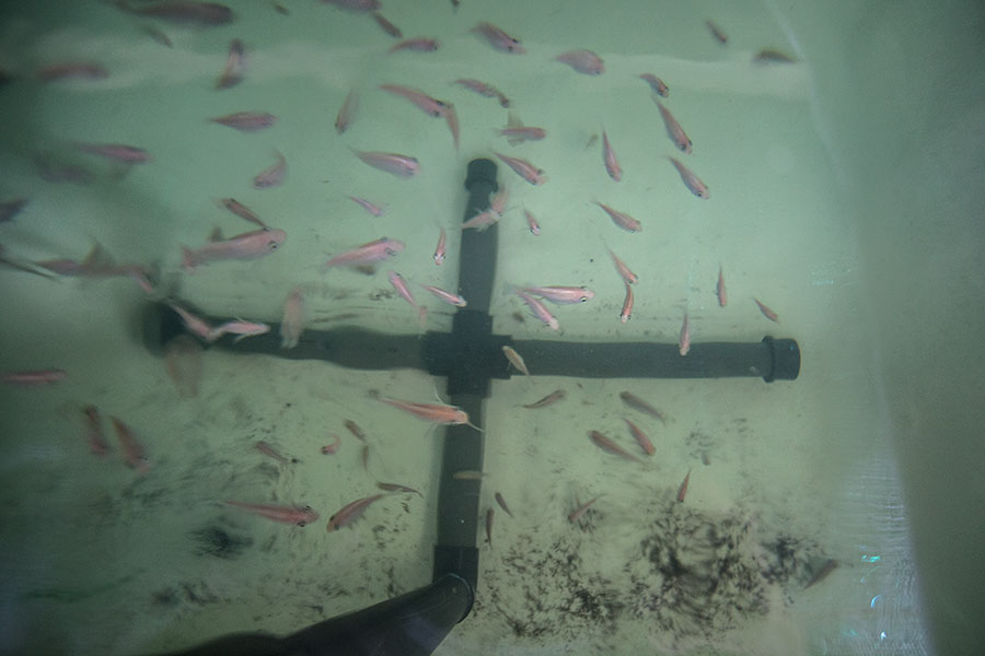 IMG_25905a (small).jpg