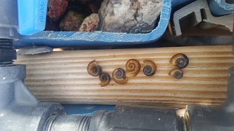 Snails 2.jpg