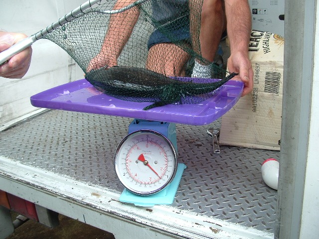 milkvat plumbing and broodfish 035.jpg