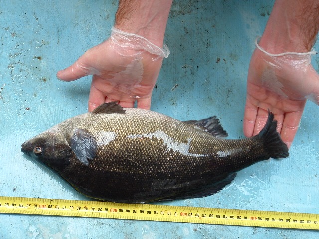 milkvat plumbing and broodfish 026.jpg