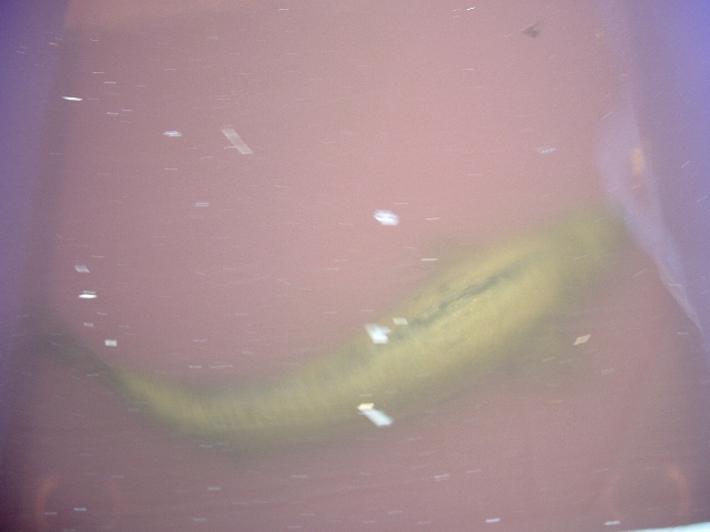 milkvat plumbing and broodfish 020.jpg