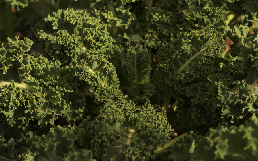 Kale20150913.jpg