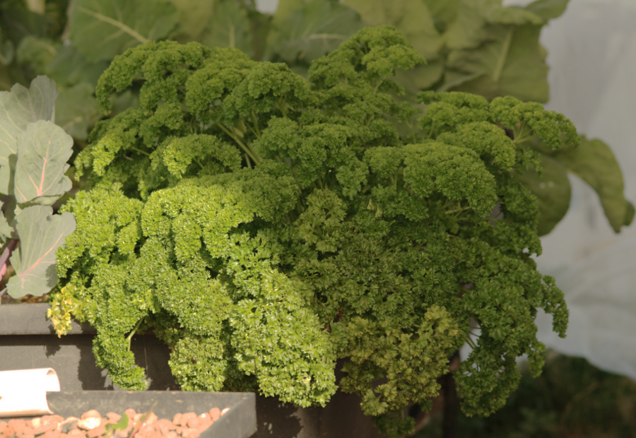 Parsley20150913.jpg