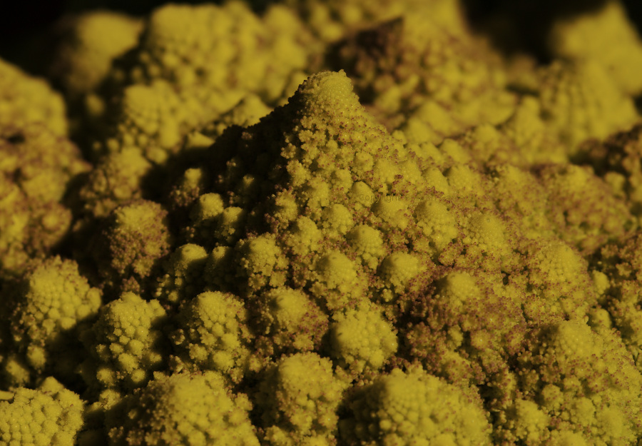 Romanesco20150913a.jpg