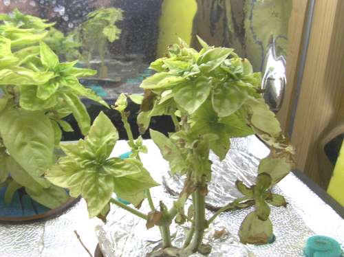 aquabasil-11-12- 005-500.jpg