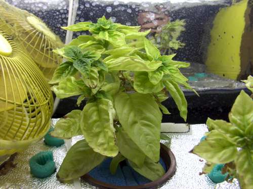 aquabasil-11-12- 003-500.jpg