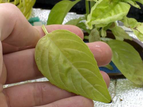 aquabasil-11-12- 009-500.jpg