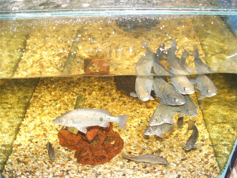 DSCF2673 (Medium).JPG