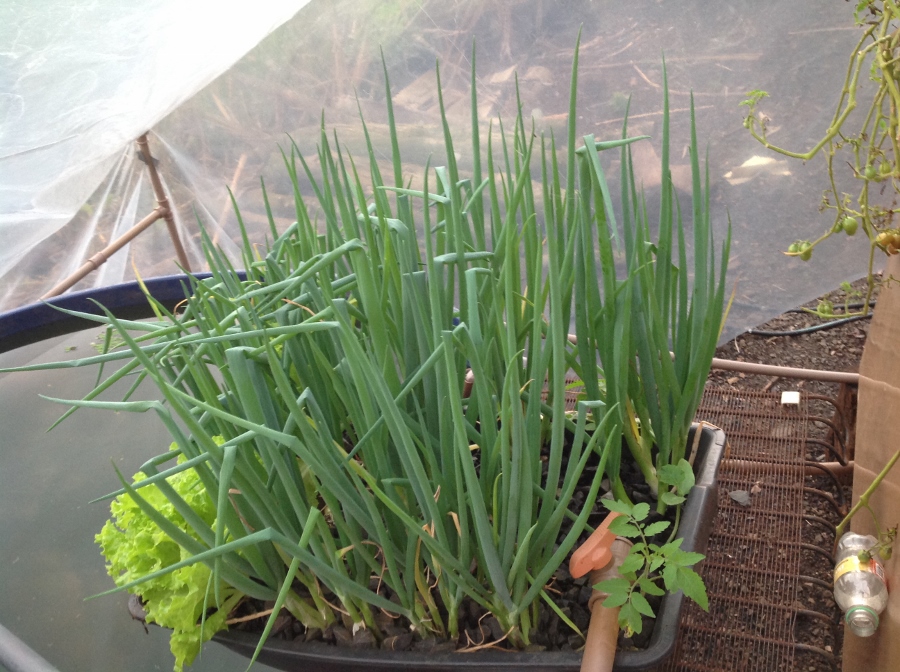 IMG_1702 (900x672).jpg