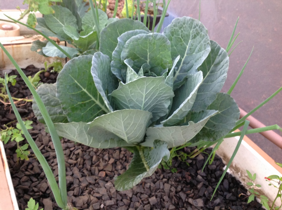 IMG_1706 (900x672).jpg