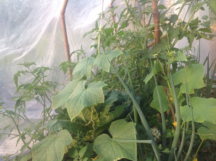 IMG_1811 (900x672) (900x672).jpg