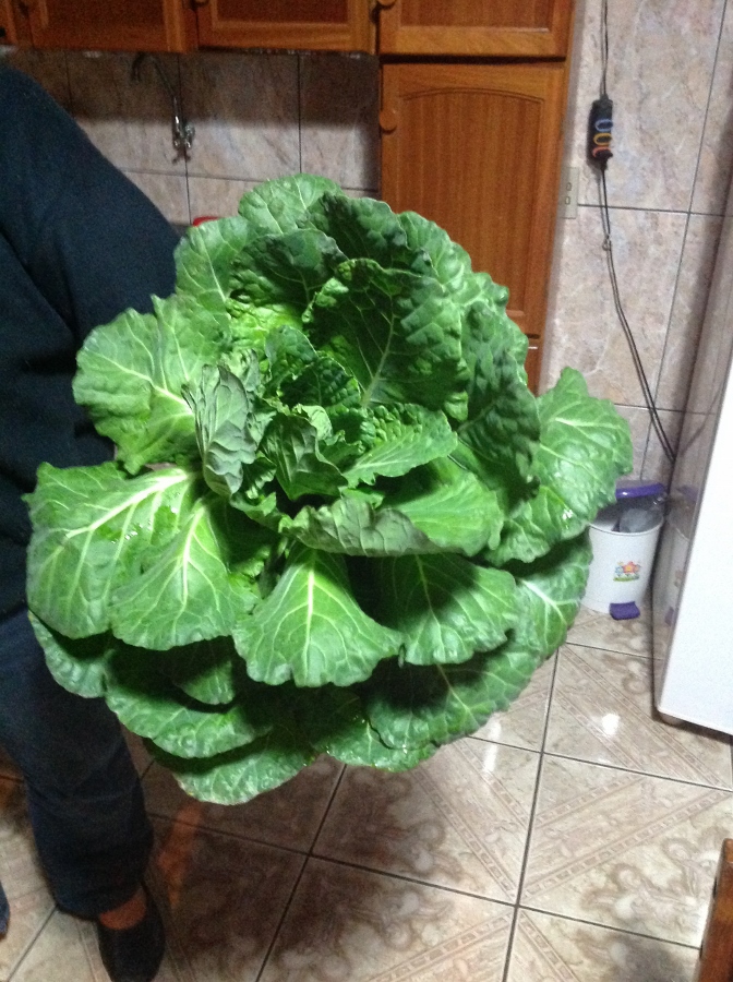 IMG_1829 (672x900) (2).jpg