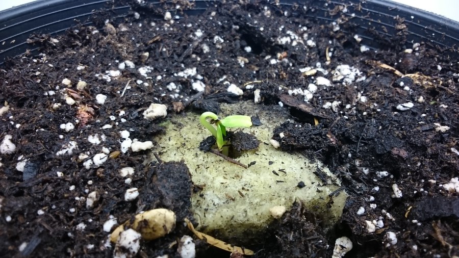 2015-09-17 21.51.54-900.jpg