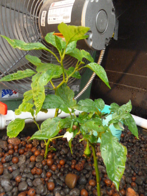 Possible-Potassium-deficiency-peppers-9-18-2015.JPG