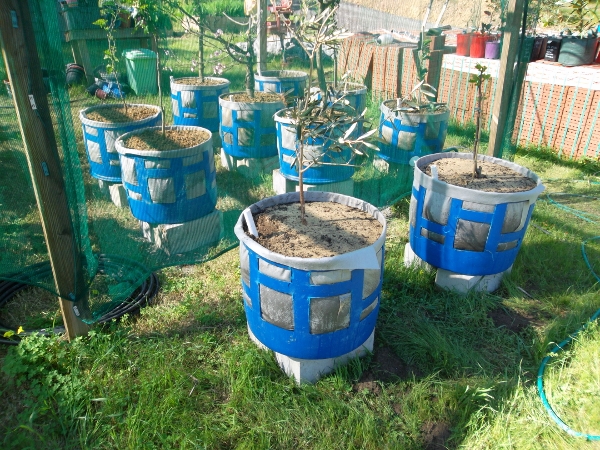 Fig and Olive (600x450).jpg