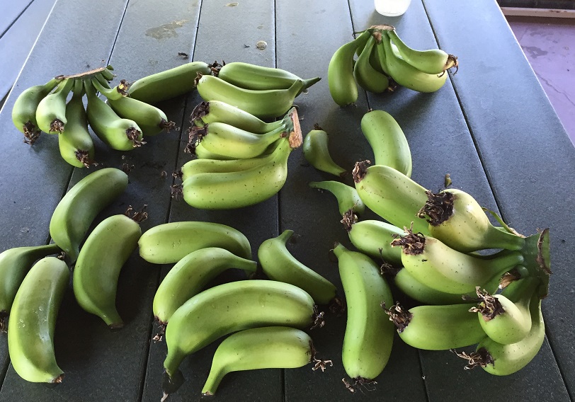WVbanana2.jpg