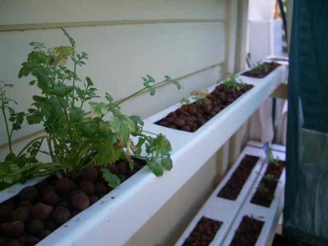 Corriander and parsley.jpg