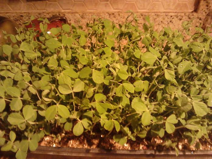 pea shoots.jpg