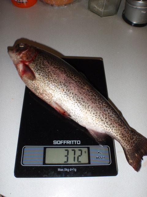 Trout 372g.JPG