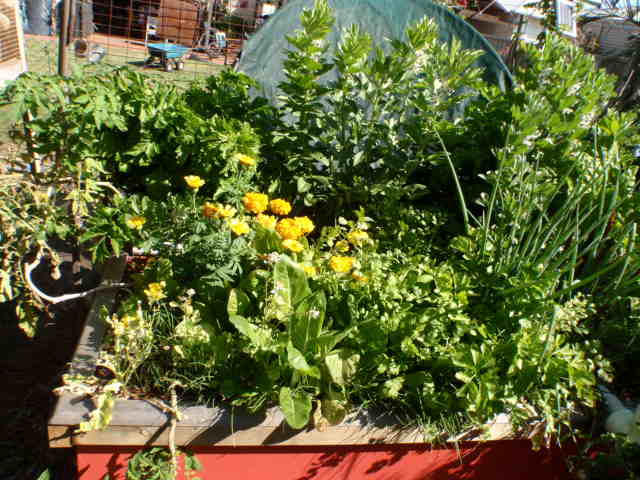 Red grow bed.JPG