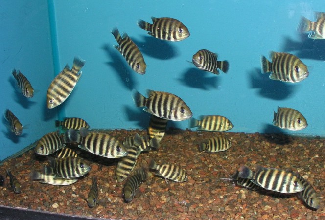 p25a Tilapia buttikofferi.jpg