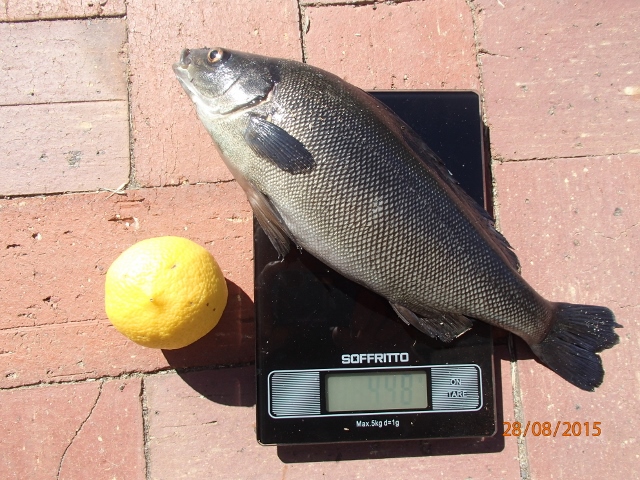 SP 448g (640x480).jpg