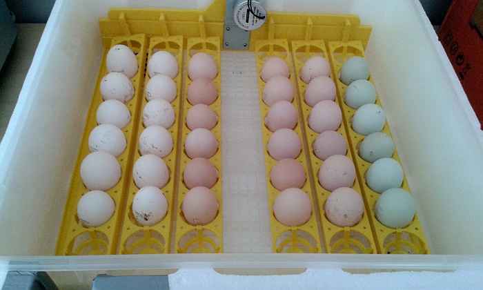 eggs in incubator.jpg