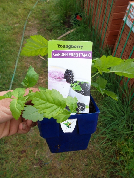 Youngberry.jpg