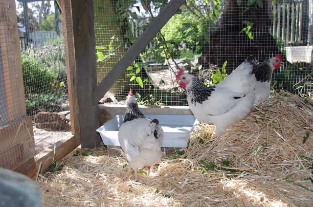 IMGP3726 (640x425).jpg