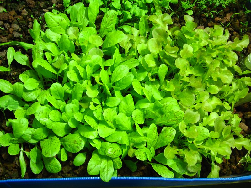 lettuce.jpg