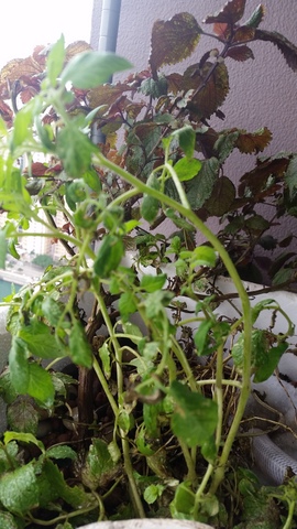 Mint & Tomato growbed2.jpg