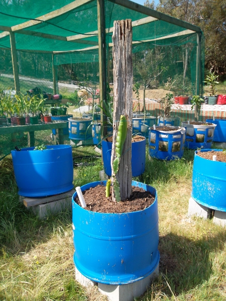 Dragon Fruit (450x600).jpg